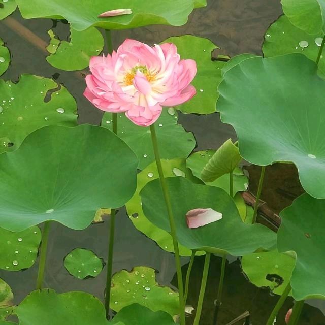 繁华似梦