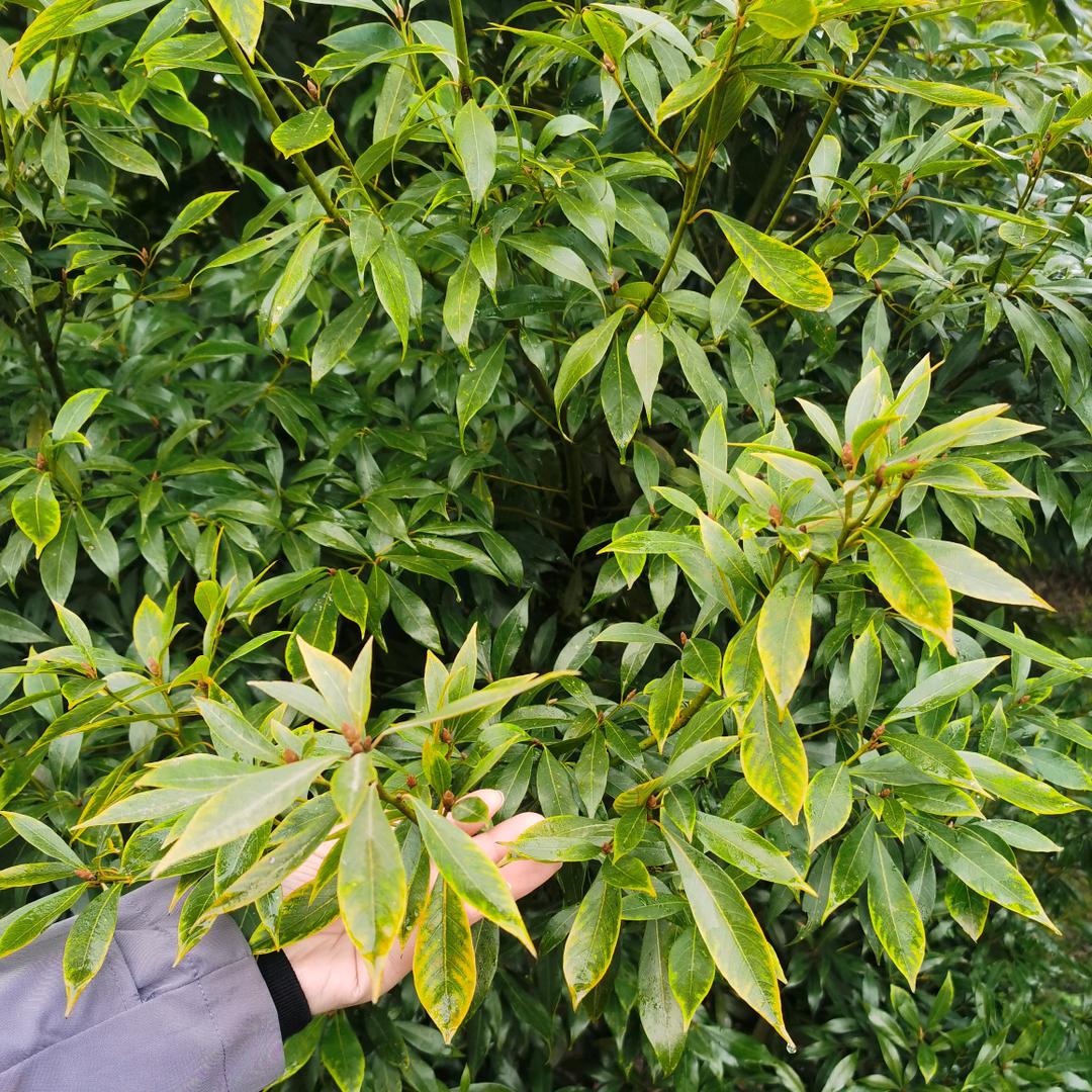 成都福满多金丝楠木苗圃基地（休息中）