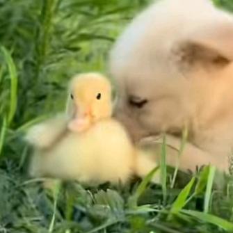 成功发财，好运来