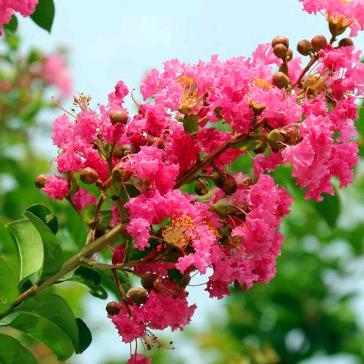 芳🌸姐