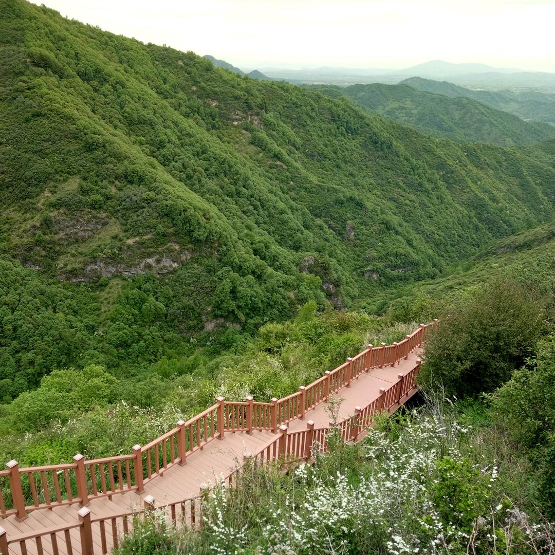 沁心蔷薇