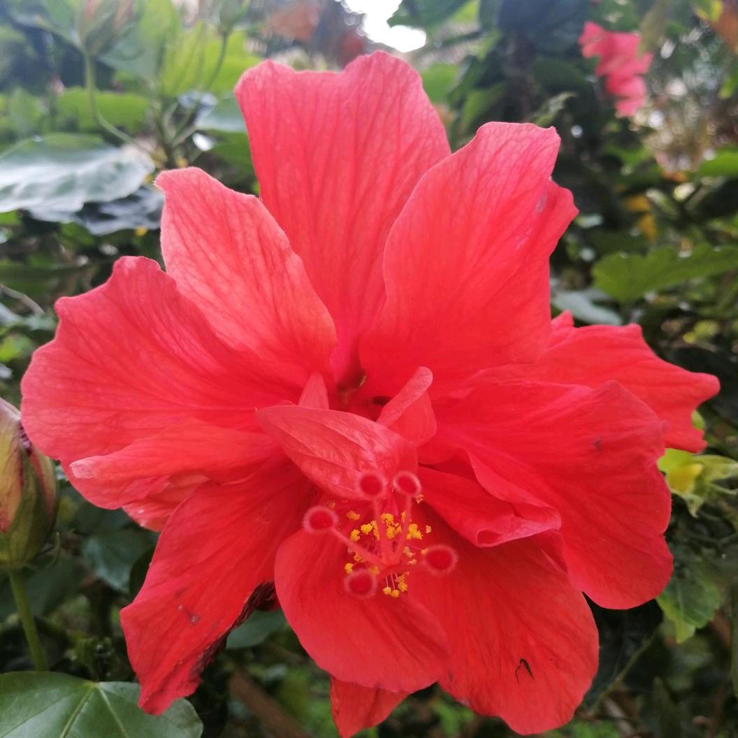 小蔡
