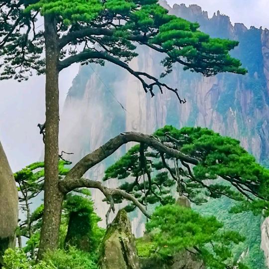 子赫