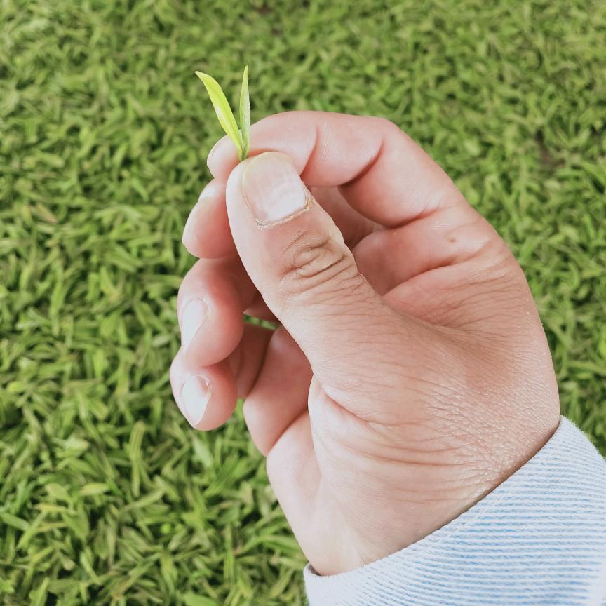 木兰云雾山绿茶