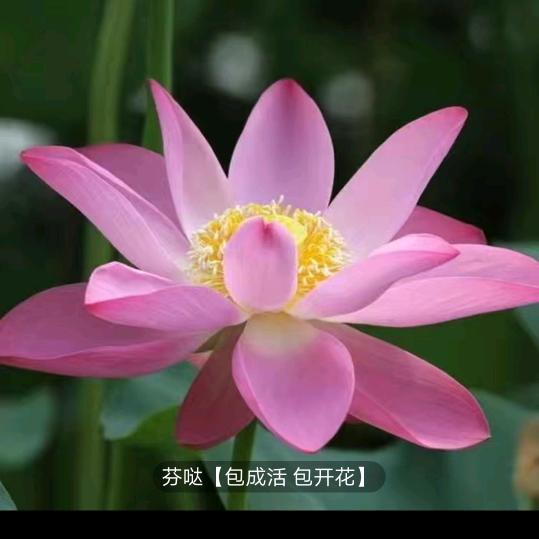 沁染
