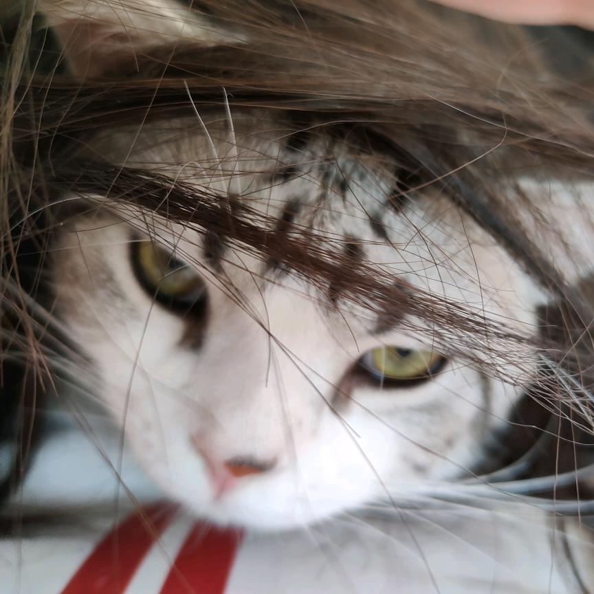 花牛是只猫
