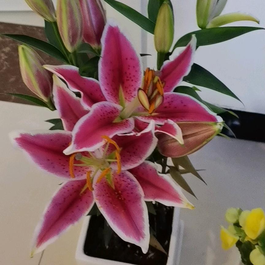 昨夜星辰