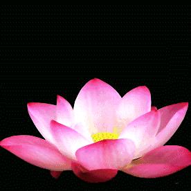 秋菊花