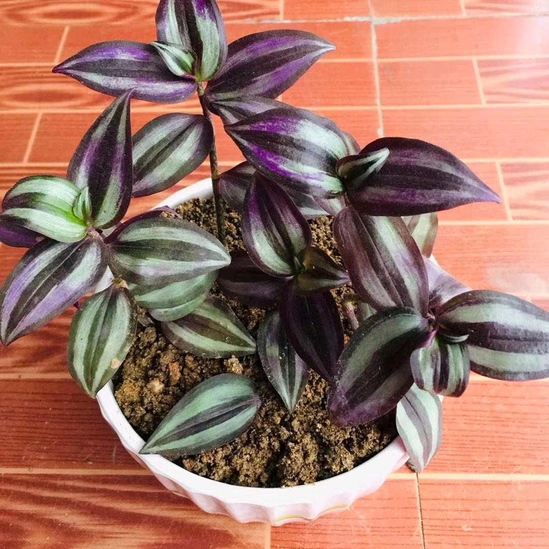 狭路相逢勇者胜