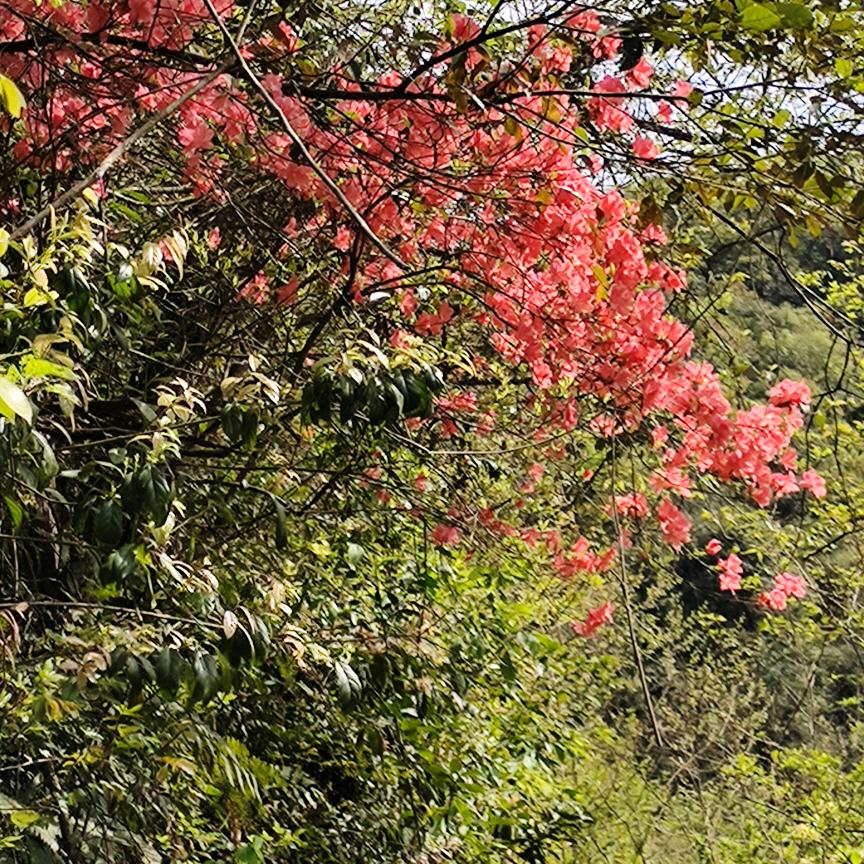 依依