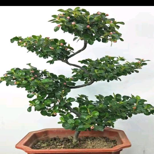 带刺的玫瑰