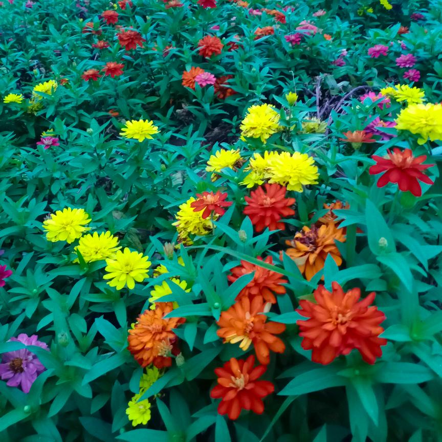 小飞飞