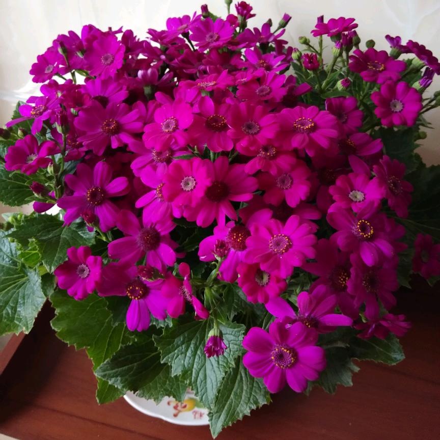 心中有你(勿连赞)