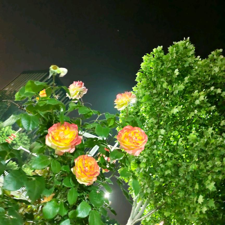 心💕约定
