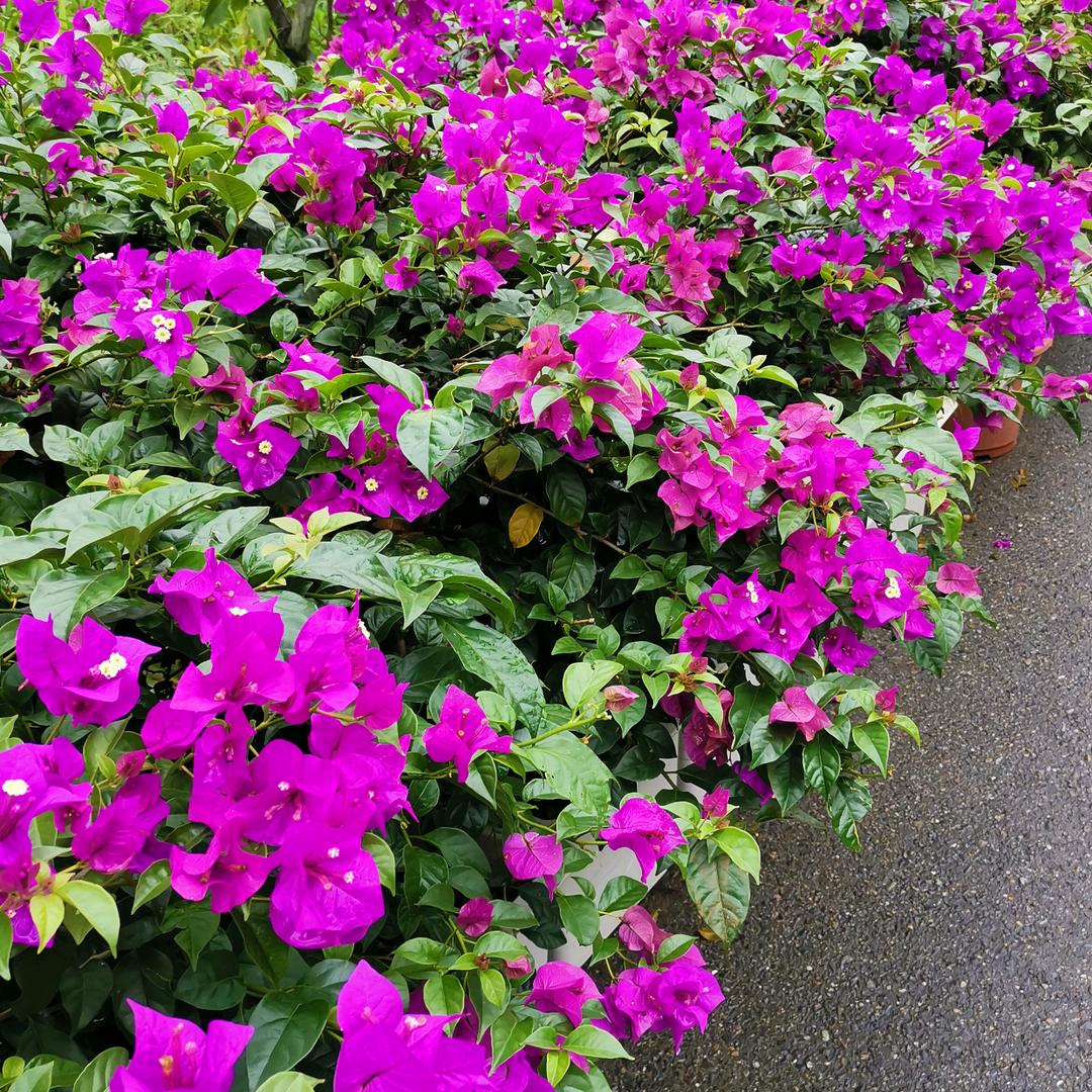 轶仂