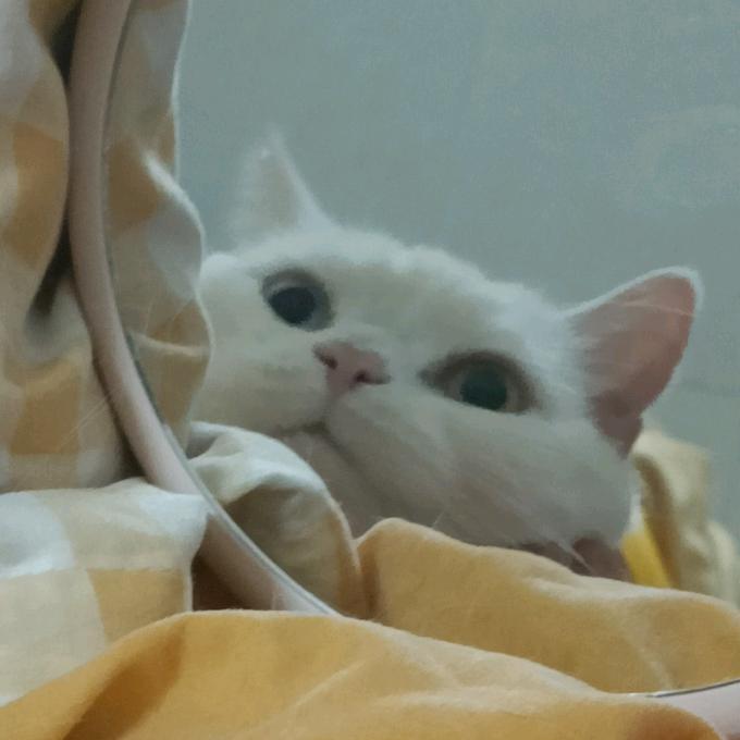 蹲草嫦娥（已登船版）