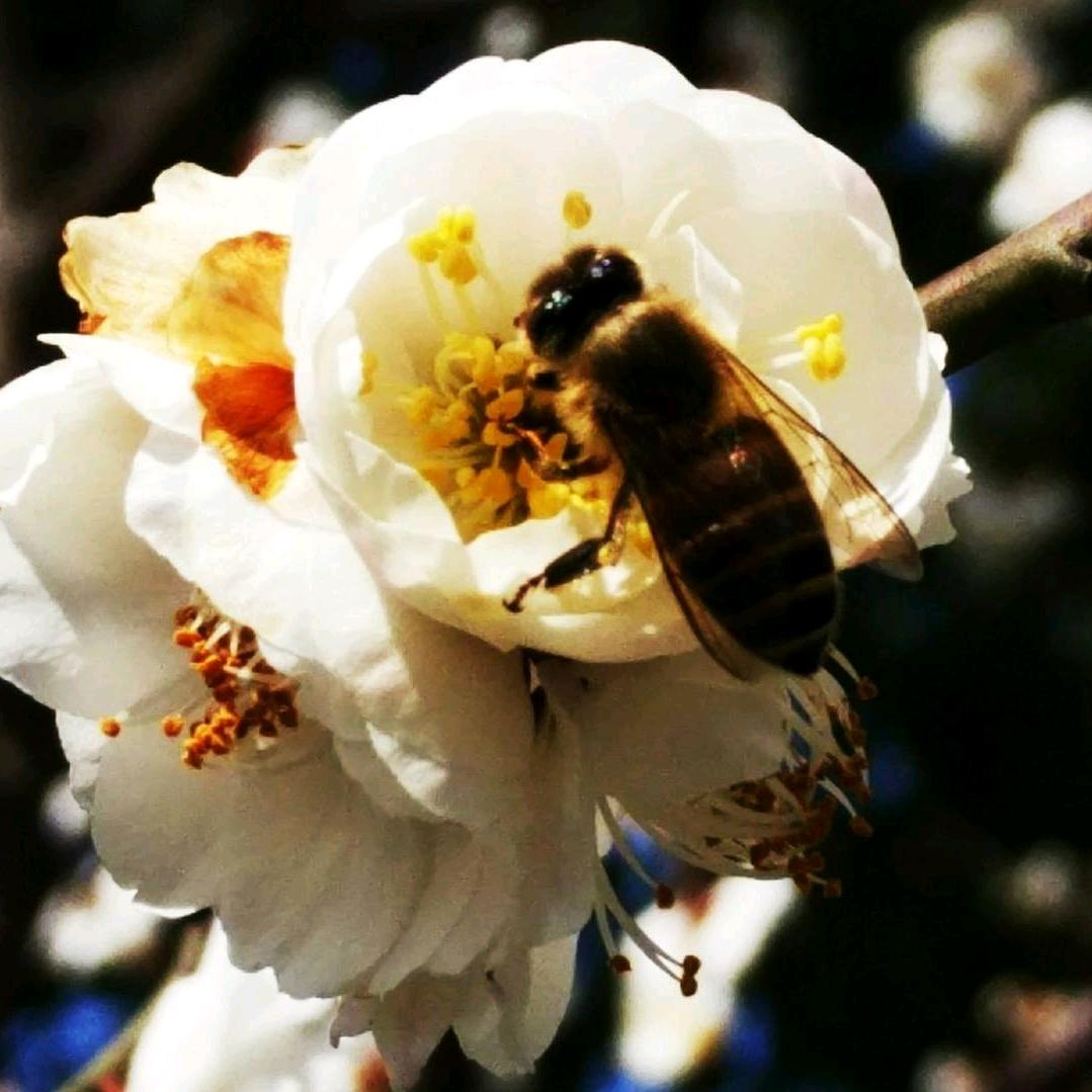 小蜜蜂🐝