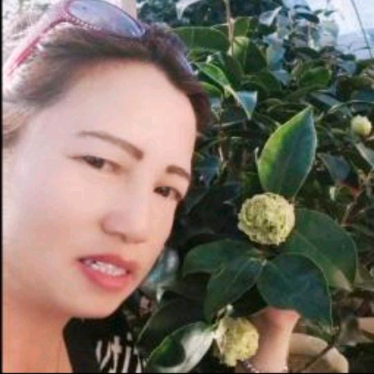 @品种茶花（农民）