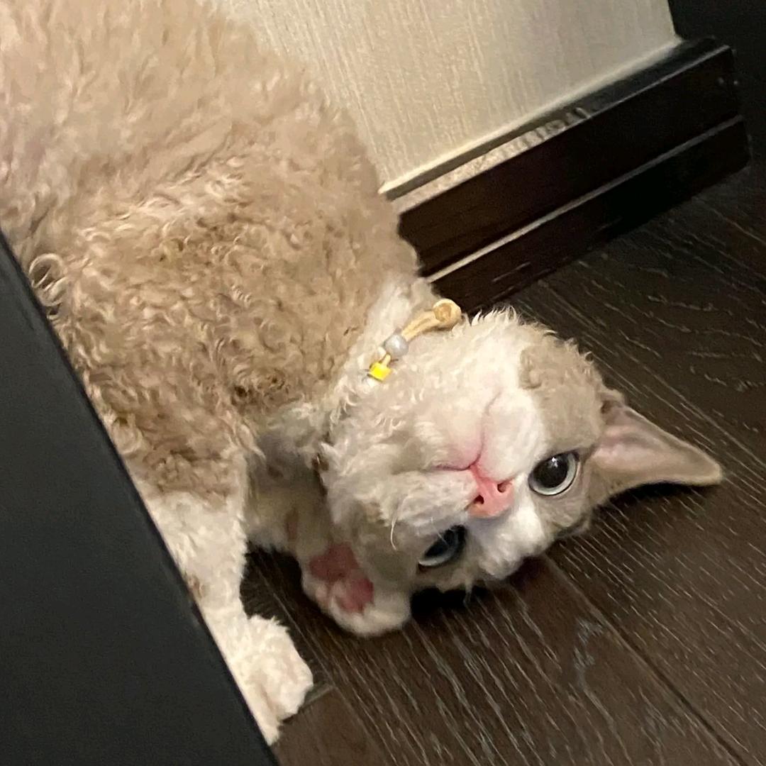 DOTA2猛男