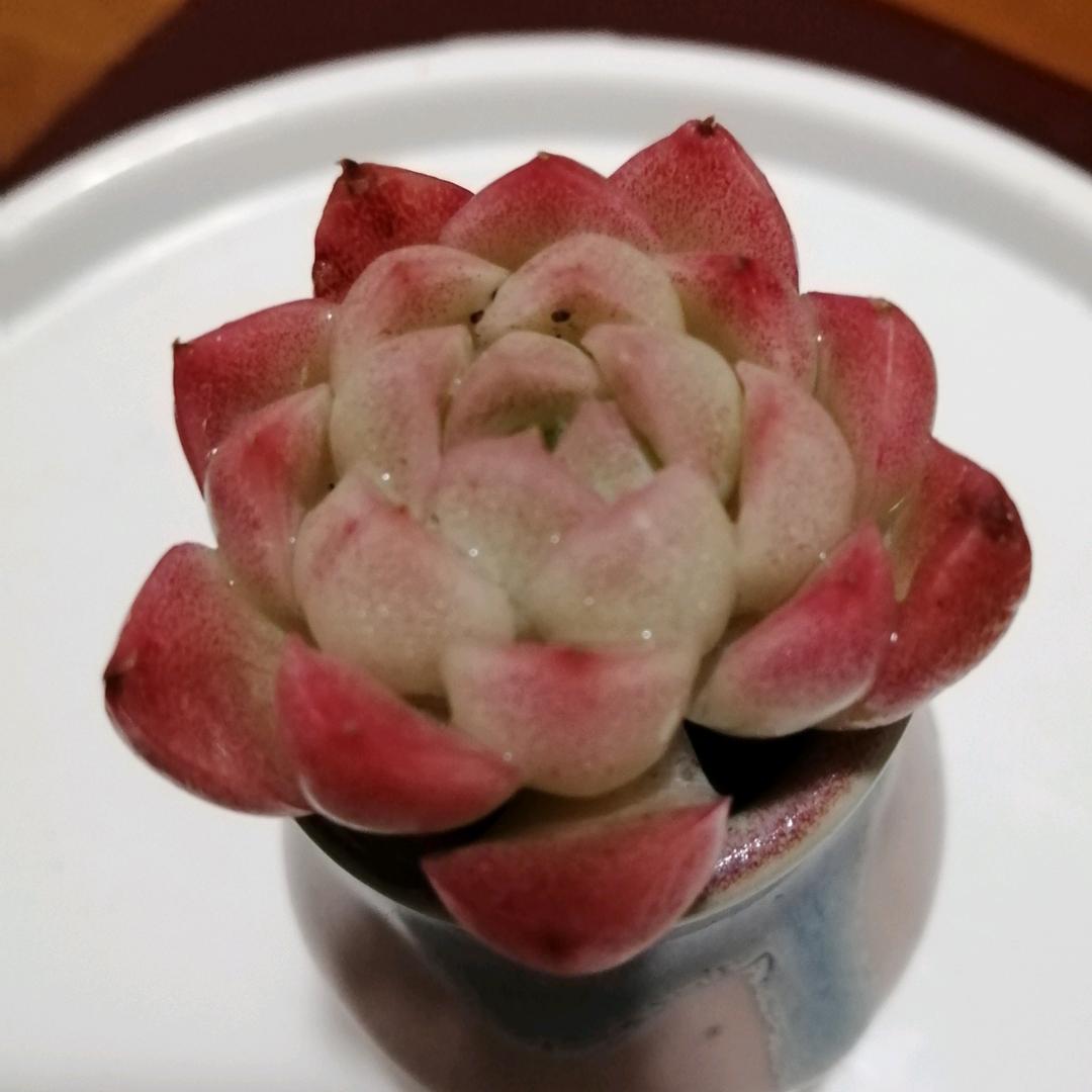 贺赫无名