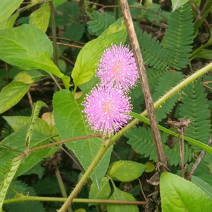 小芬达