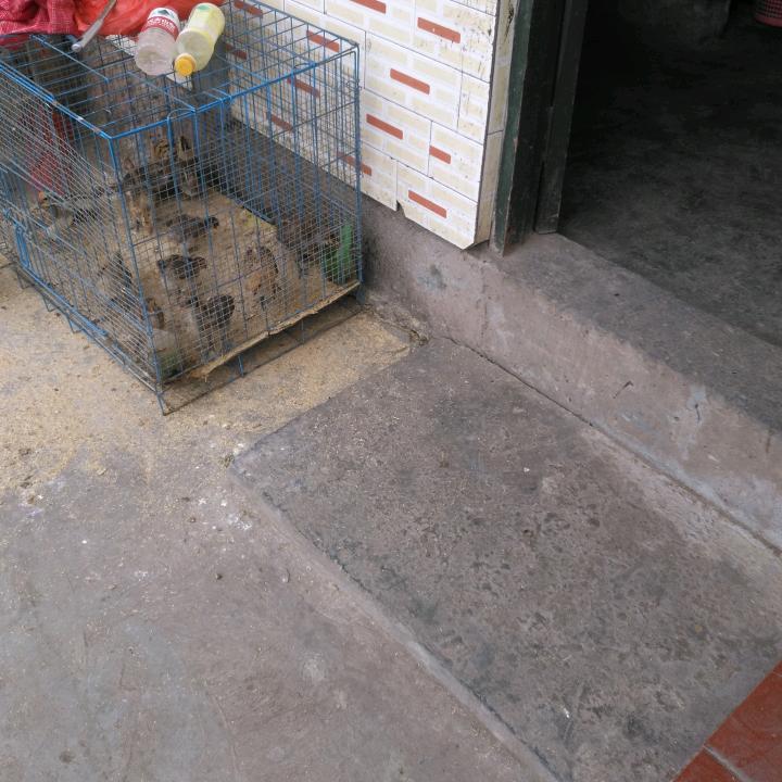 老杜