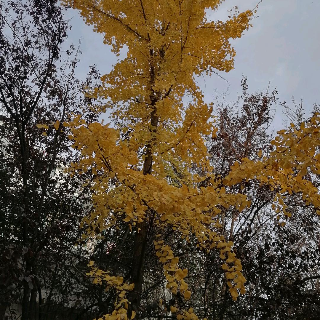 阜南县五星夏威夷桑拿会所