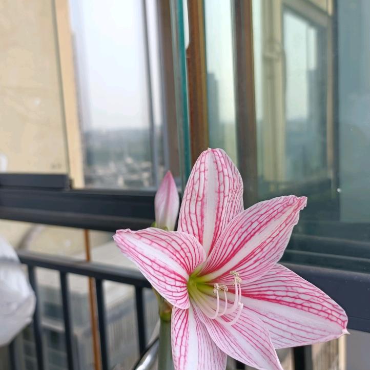 明明德