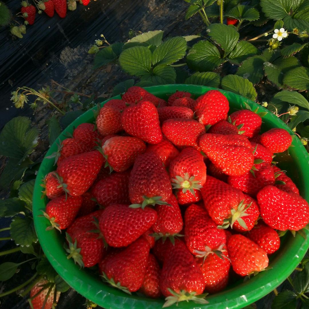 大荔小宝草莓采摘园🍓🍓🍓