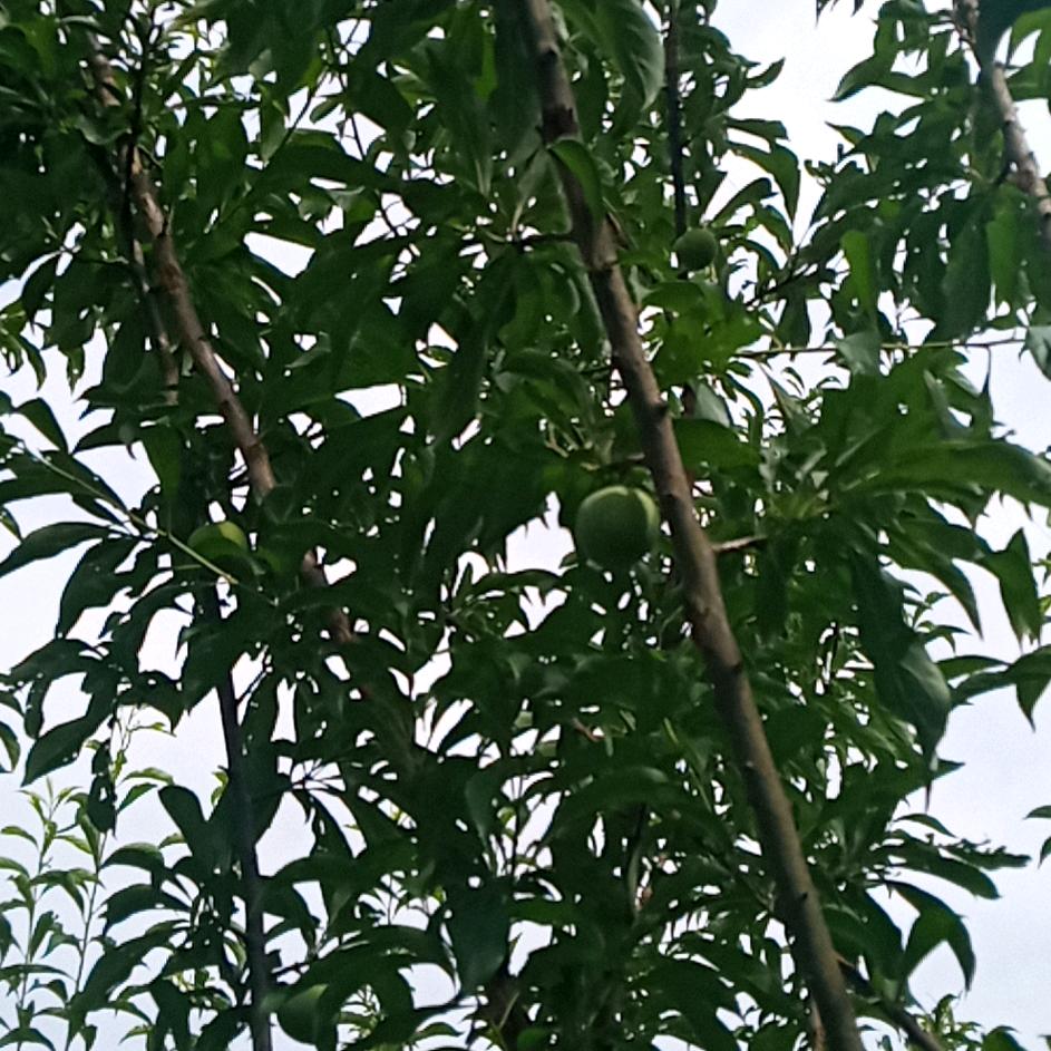 怕鬼的男人