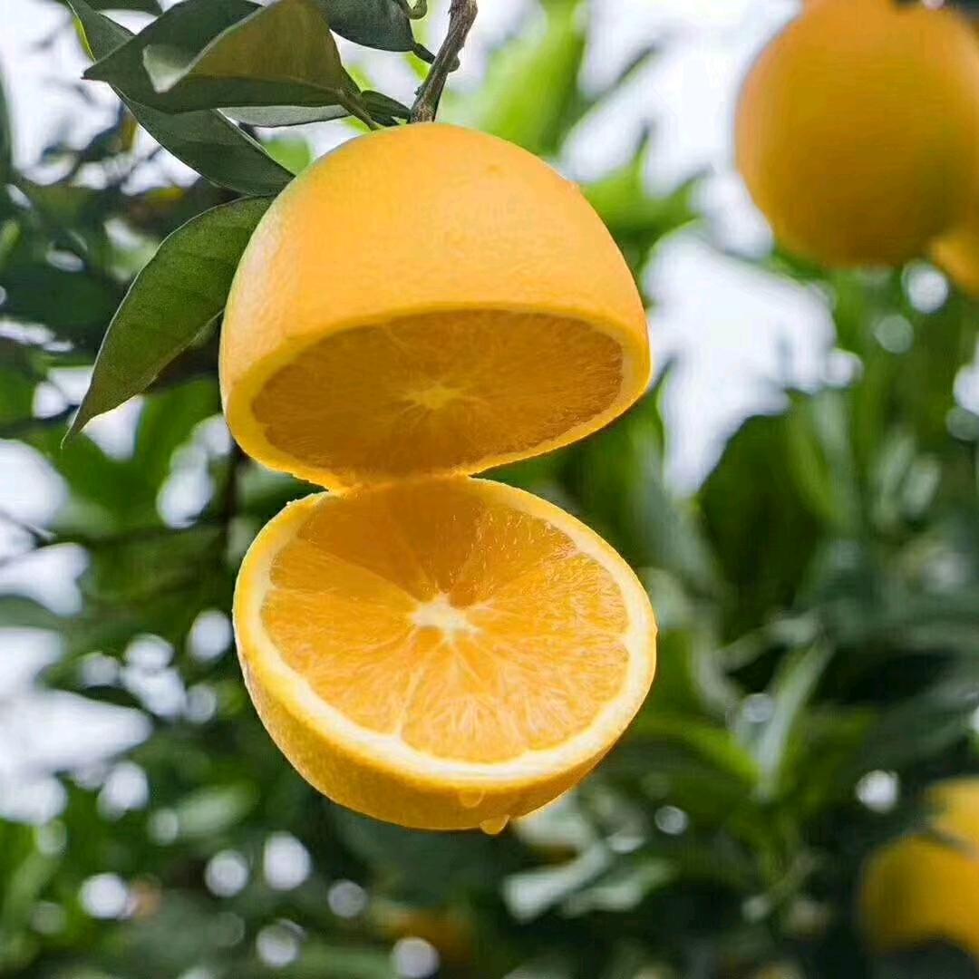 懂事的“橘长”