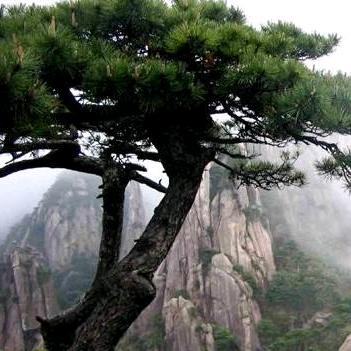 芯叶机械