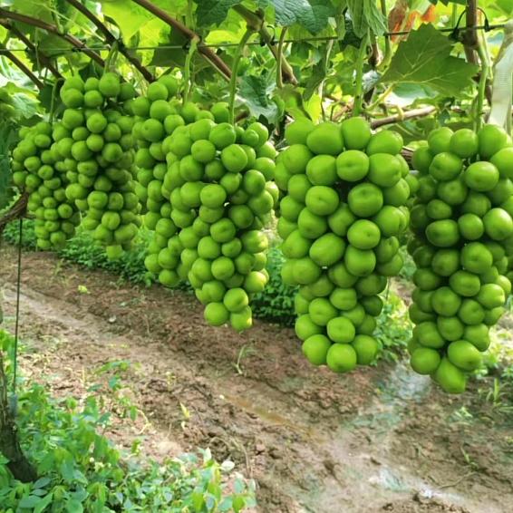 疏果团队葡萄姐