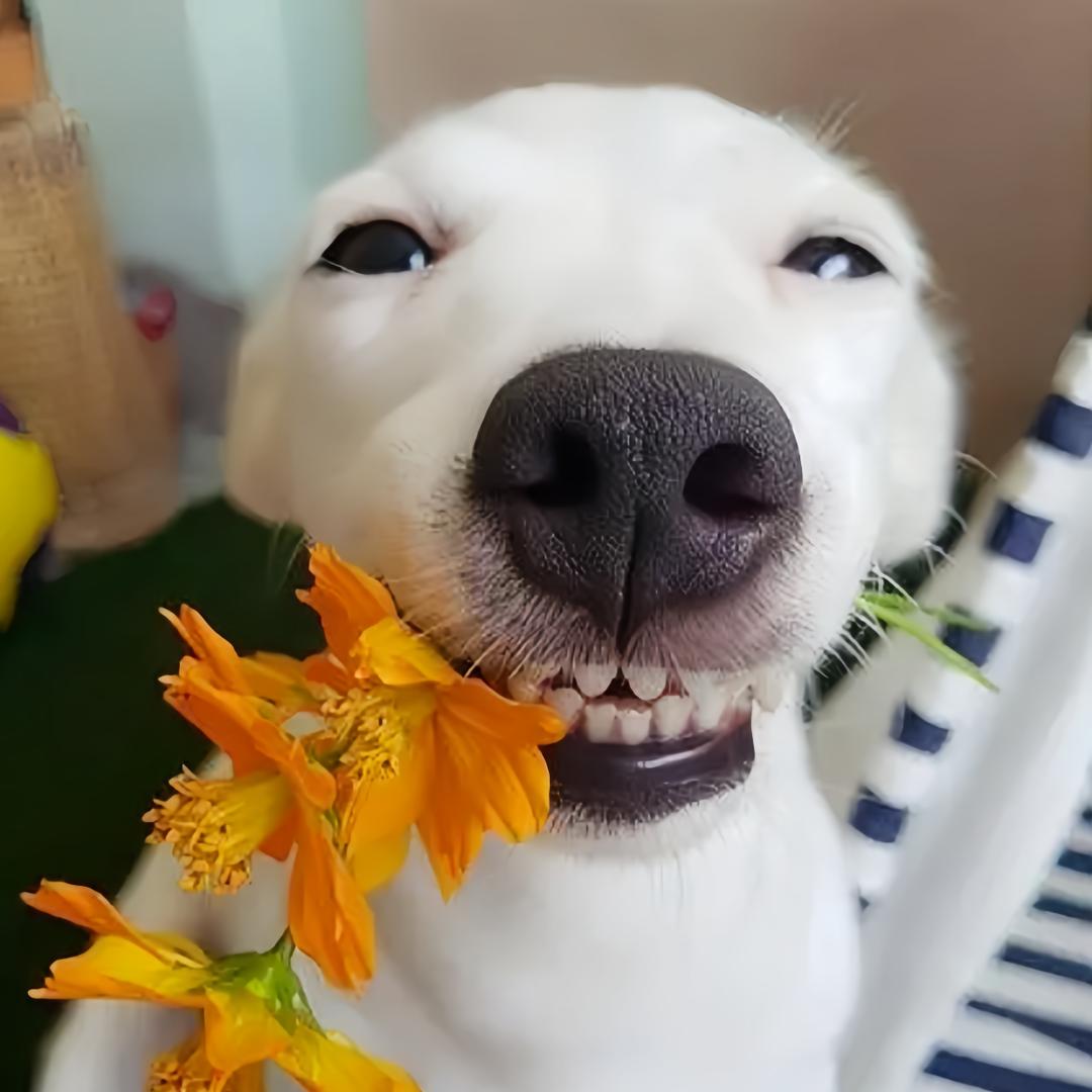 小叭盘点