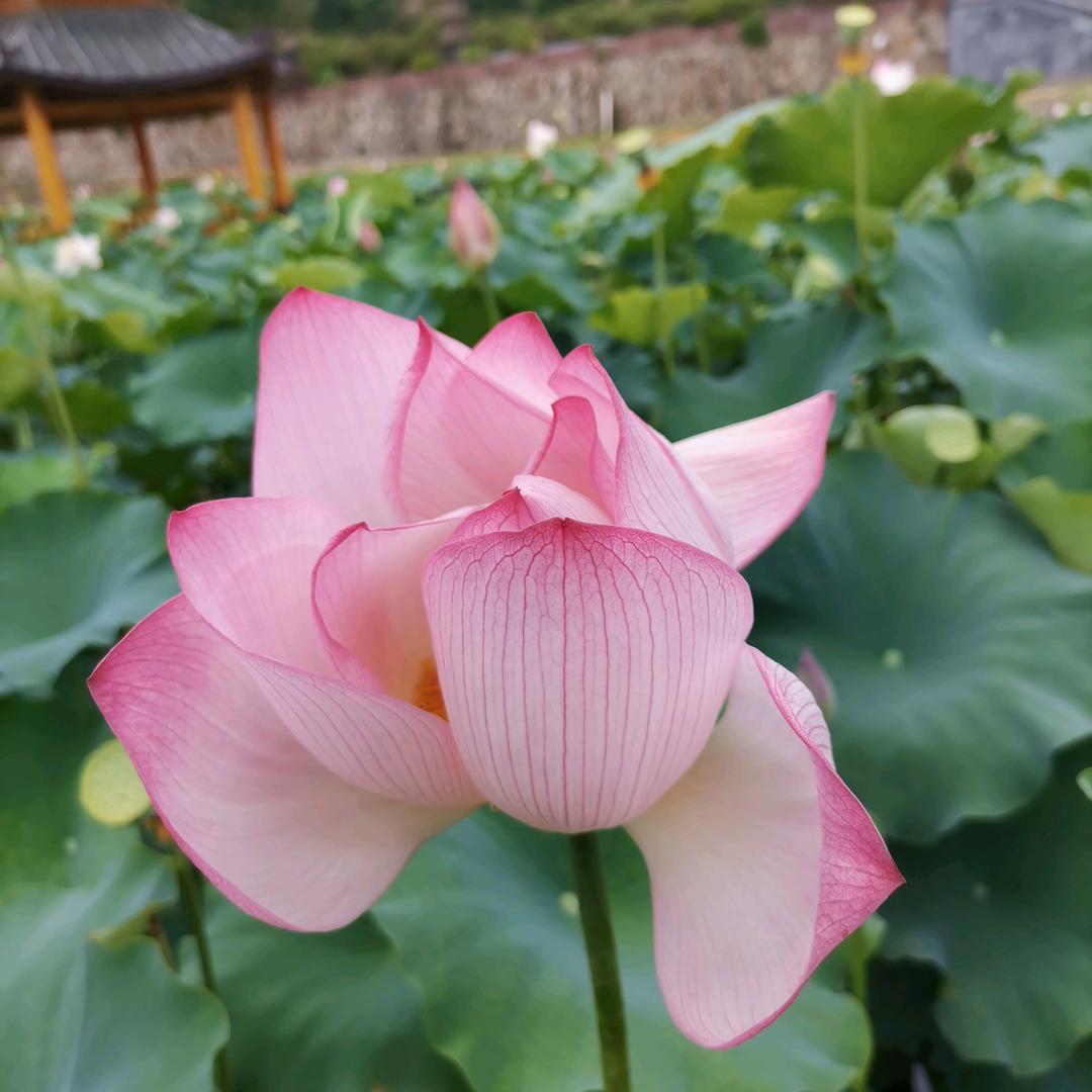 芹福茶店