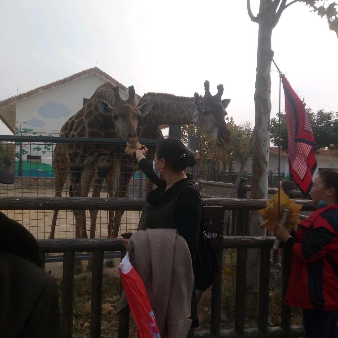 淡忘张丽