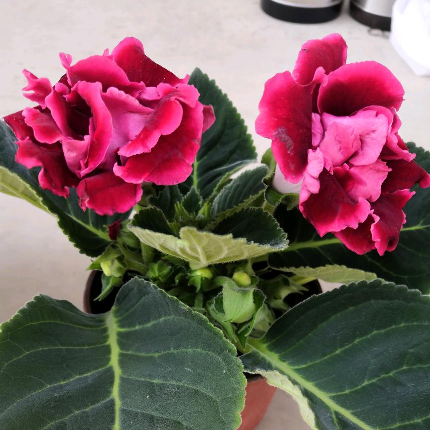 芬芳岁月
