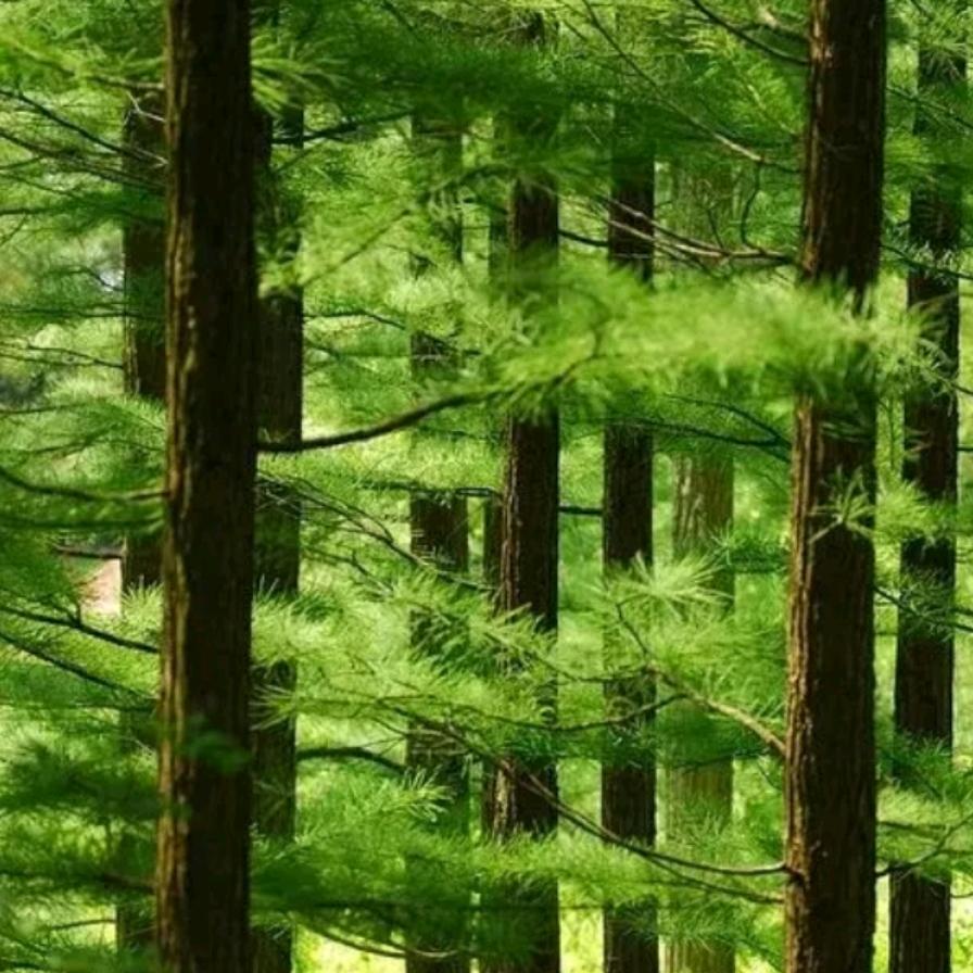秦岭青松