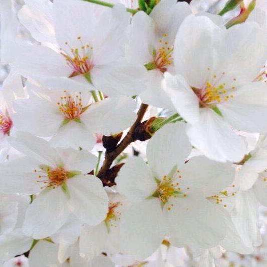 蝴蝶花