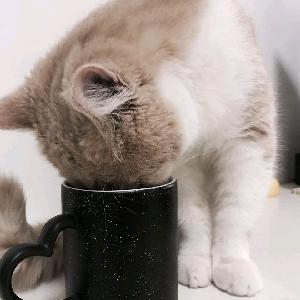 夜行明月刀