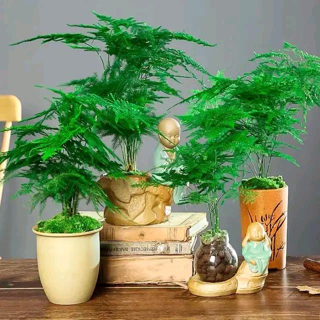 《我把人生调成了静音》