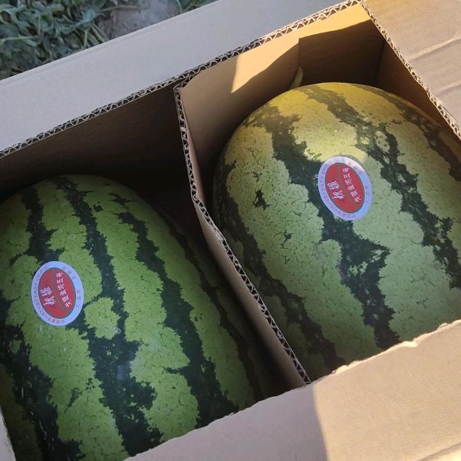 新疆鑫美亮亮西瓜代发