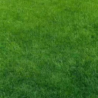 专业绿植批发零售