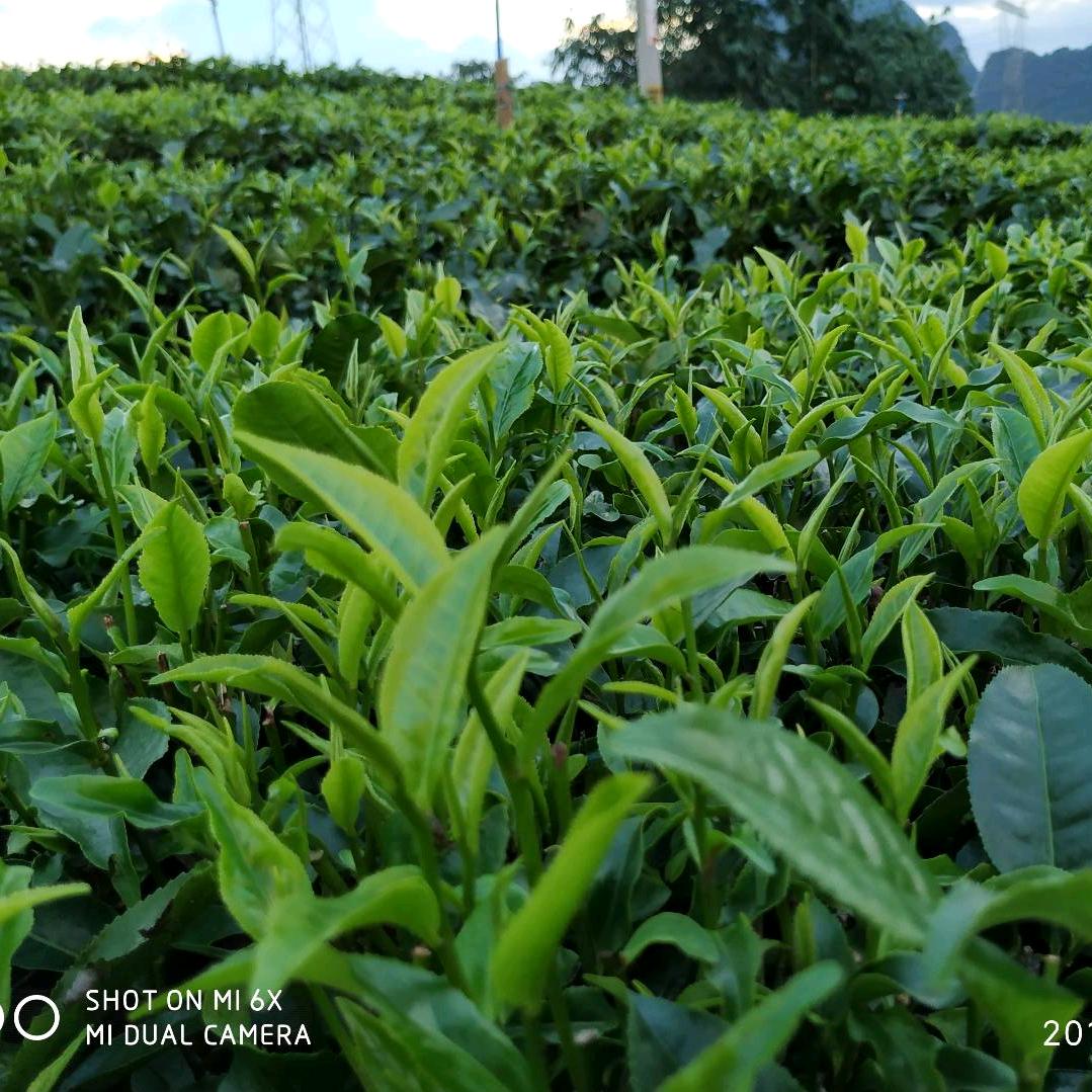 直销批发英红九号(红)英德种茶人