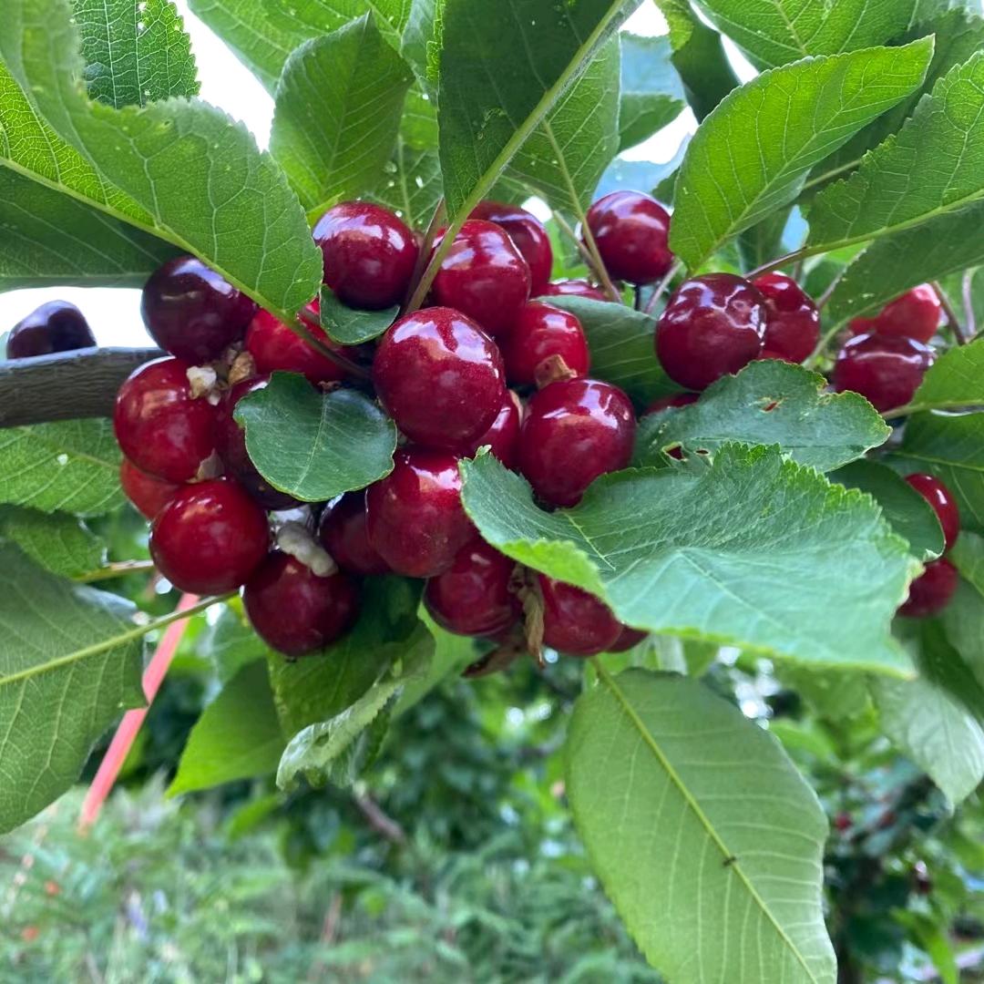 米易车厘子（祝旸雄）