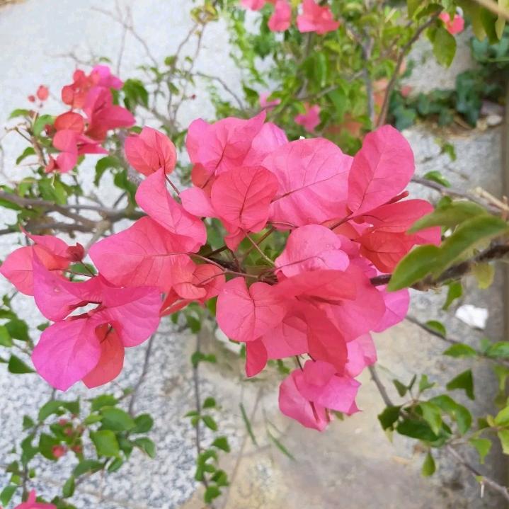 🍀顺其自然🍀