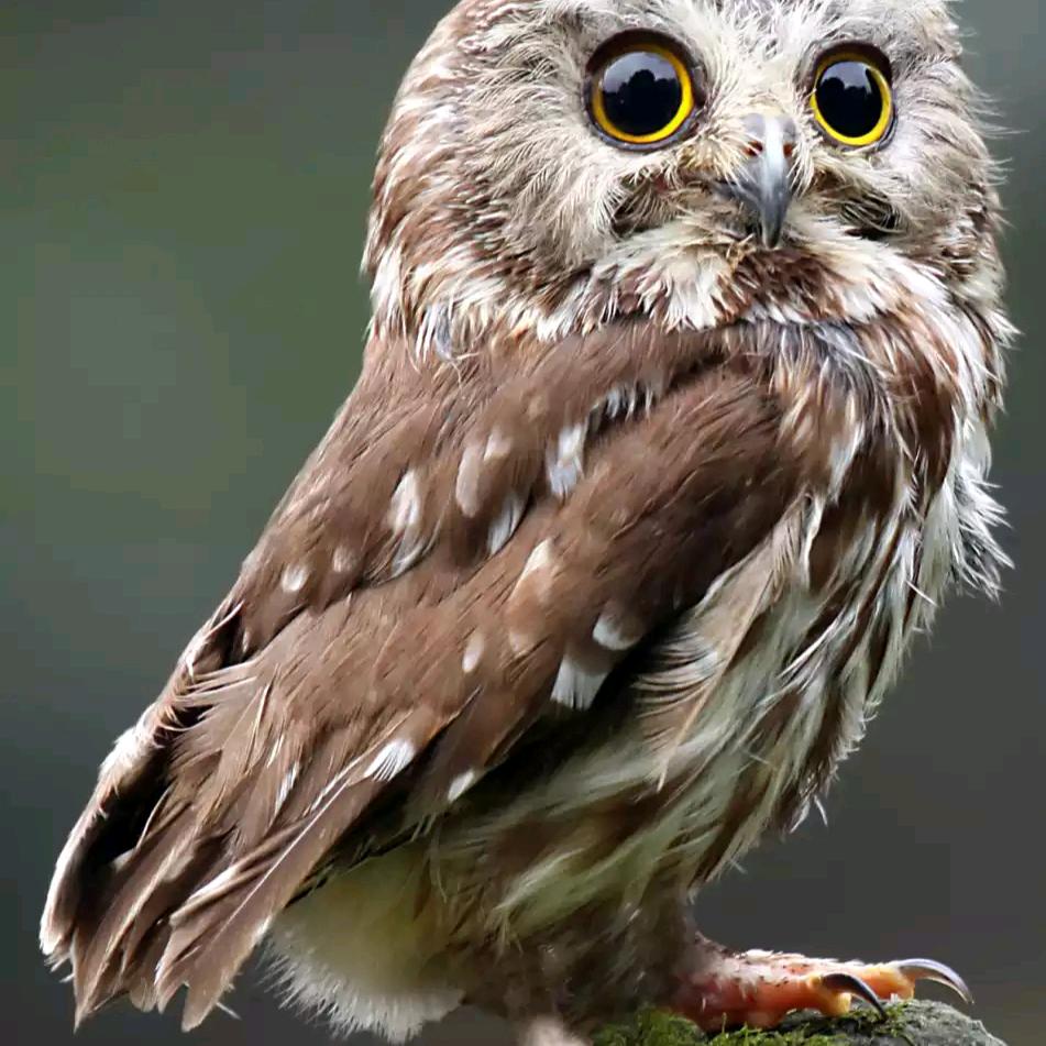 你知道我是谁？🍎