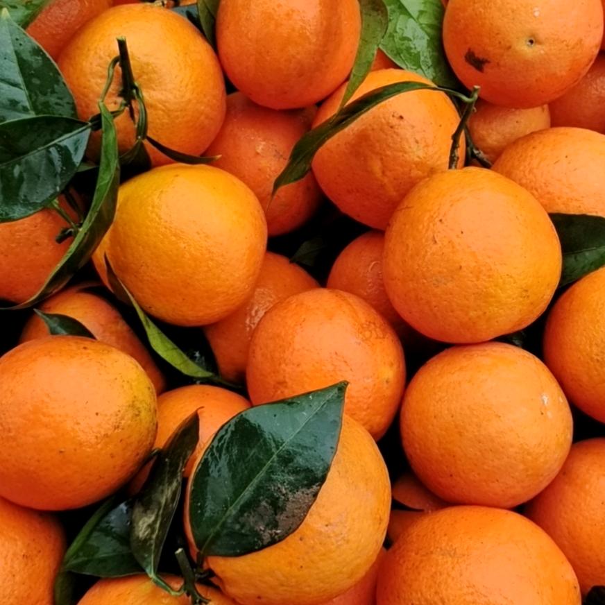 卖橘子的雷幺妹