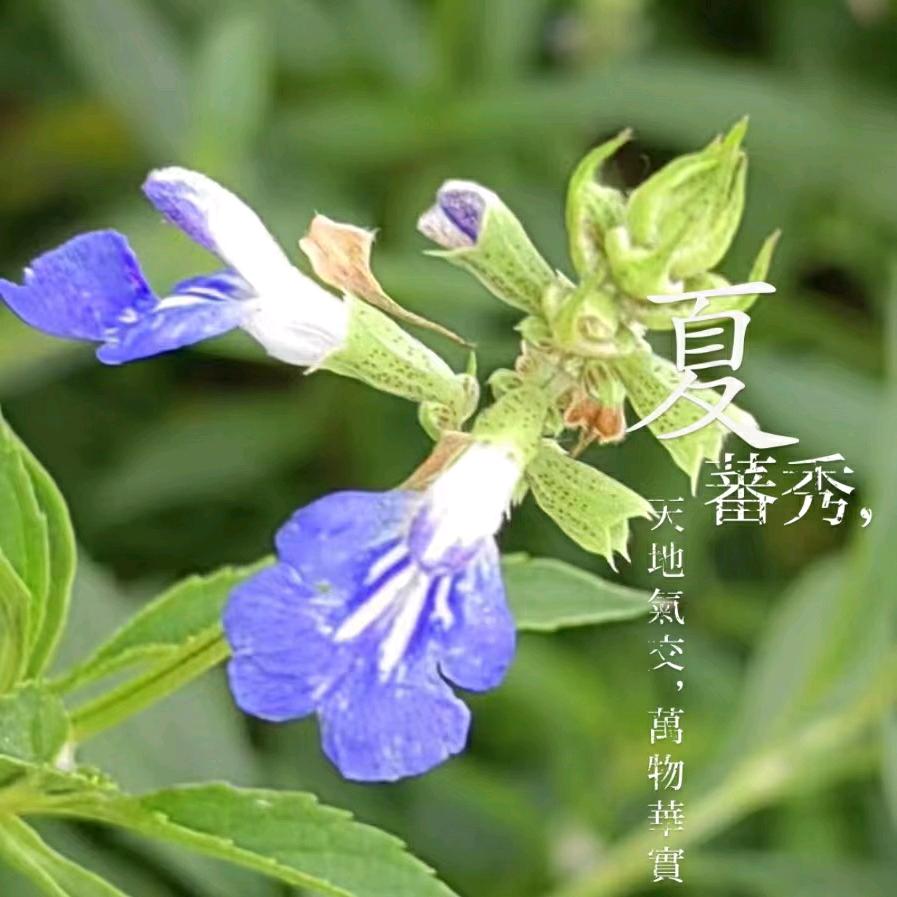 沁芳嫣然