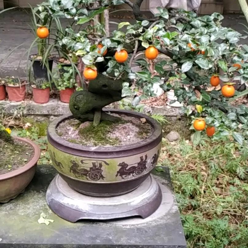 狼🐺爱👄上羊